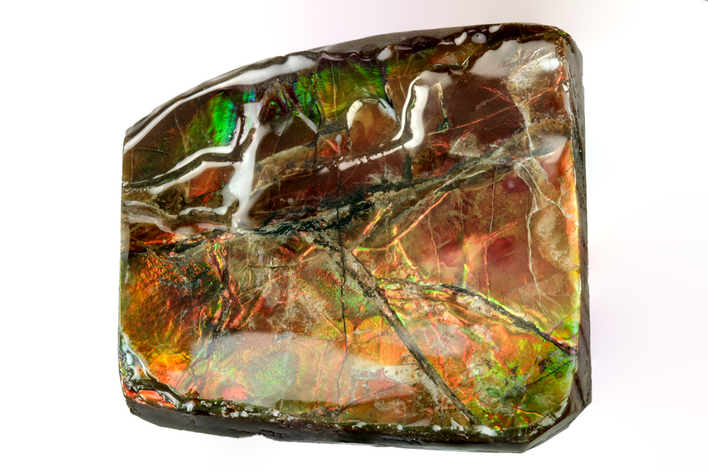 Iridescent Ammolite (Fossil Ammonite Shell) - Alberta #243022
